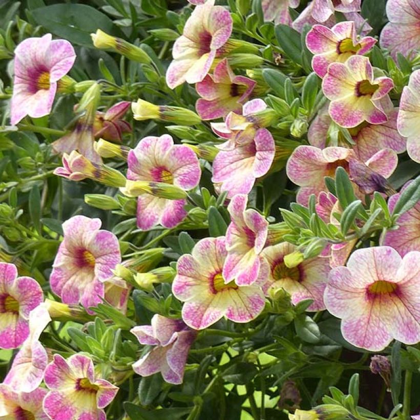 Miljoonakello Chamaeleon Pink Passion (Kukinta)