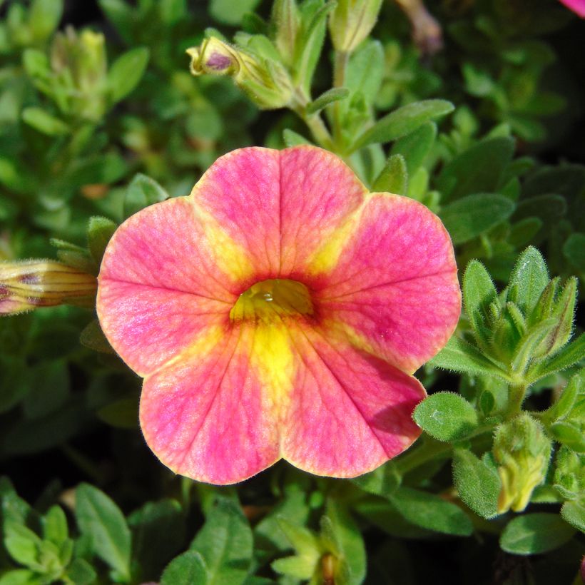 Miljoonakello Chamaeleon Sunshine Berry (Kukinta)