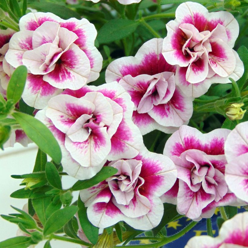 Miljoonakello MiniFamous Double Pinktastic (Kukinta)