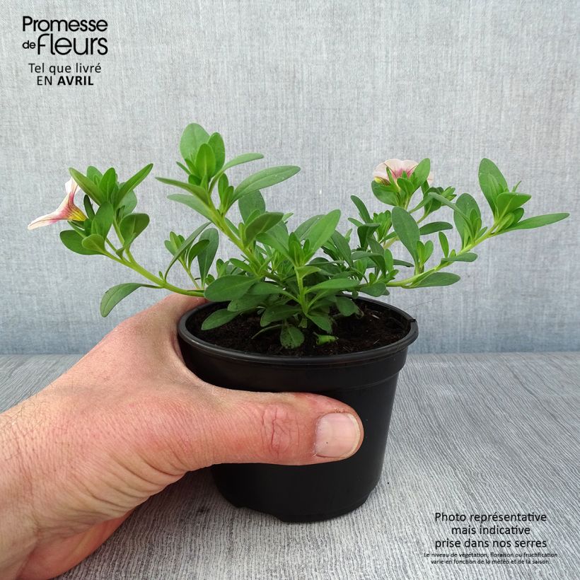 Esimerkki keväällä toimitetusta Miljoonakello Noa Almond Blossom Godet de 8/9 cm-taimesta