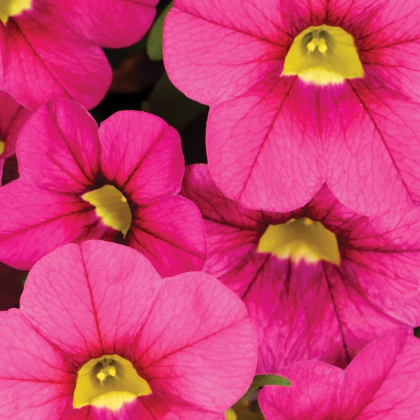 Miljoonakello Noa Bubblegum (Kukinta)
