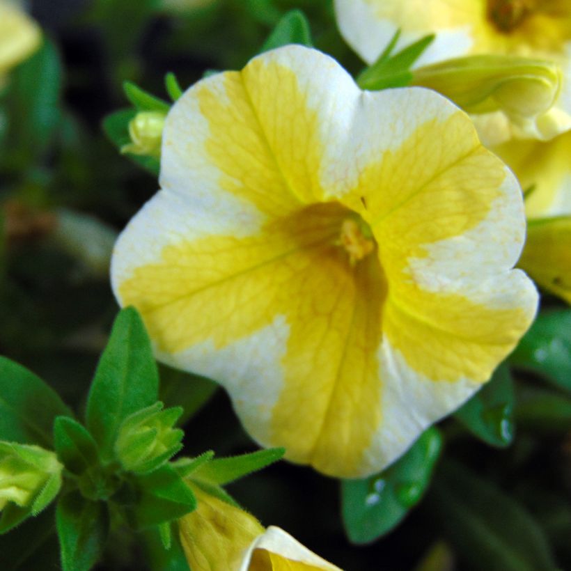 Miljoonakello Superbells Lemon Slice (Kukinta)