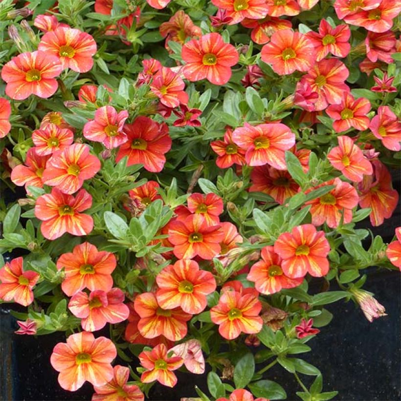 Miljoonakello Superbells Tropical Sunrise (Kasvutapa)