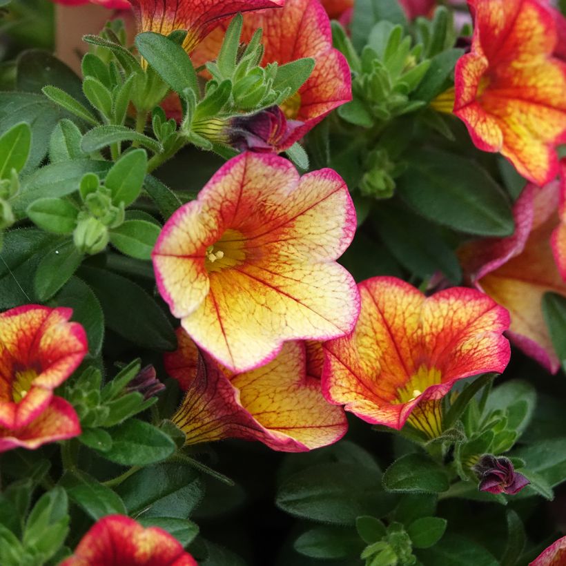 Calibrachoa minifamous Uno Bakari (Kukinta)