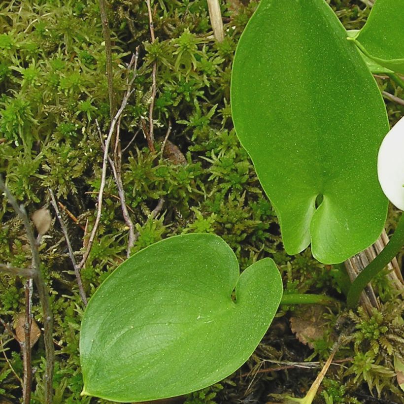 Suovehka - Calla palustris (Foliage)