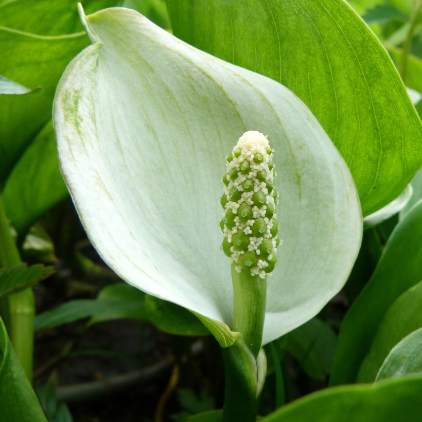 Suovehka - Calla palustris (Flowering)