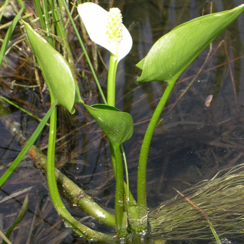 Suovehka - Calla palustris (Plant habit)