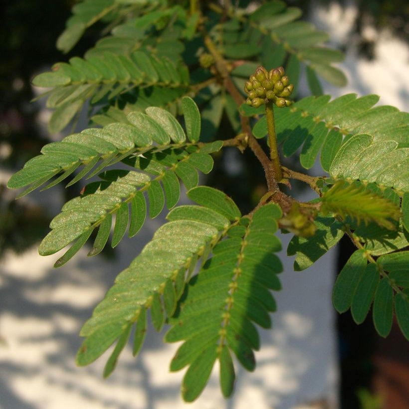 Surinaminkalliandra - Calliandra surinamensis (Lehvistö)