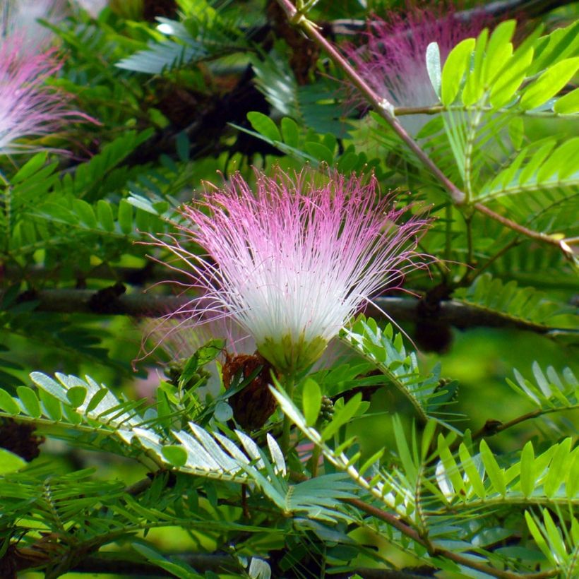Surinaminkalliandra - Calliandra surinamensis (Kukinta)