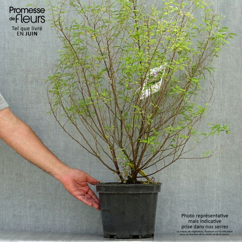 Esimerkki kesällä toimitetusta Surinaminkalliandra Dixie Pink Ruukku 7,5L / 10L-taimesta