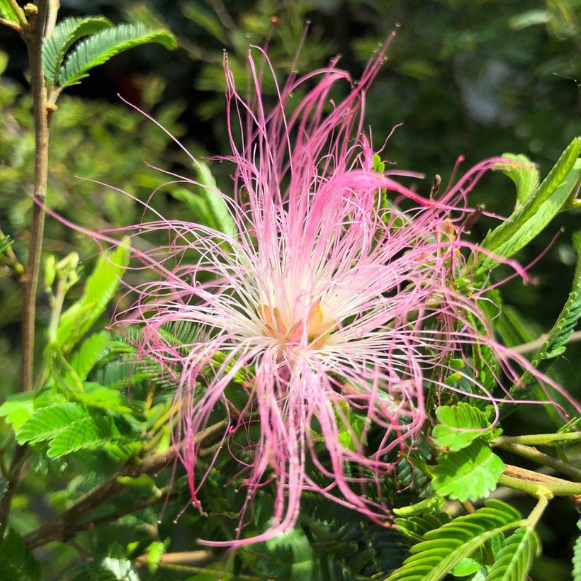Surinaminkalliandra Dixie Pink (Kukinta)