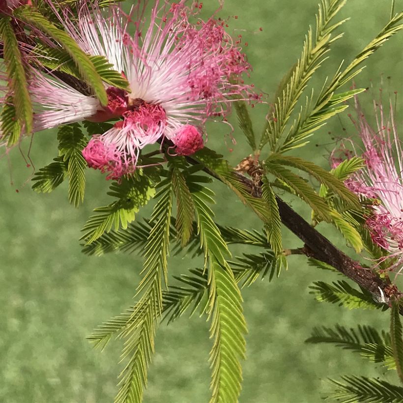 Surinaminkalliandra Dixie Pink (Lehvistö)