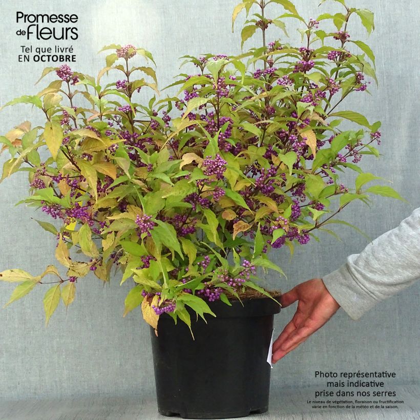 Esimerkki syksyllä toimitetusta Helmimarja Magical Deep Purple Kolmdepu 7,5 litran / 10 litran ruukku-taimesta