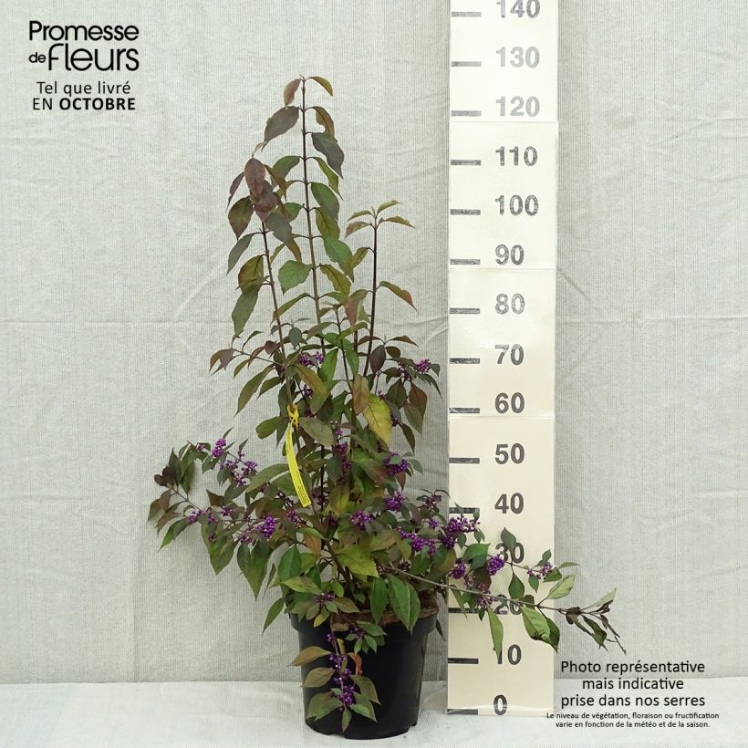 Esimerkki syksyllä toimitetusta Helmimarja Magical Purple Giant 7,5 litran / 10 litran ruukku-taimesta