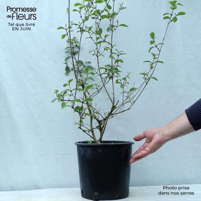 Esimerkki kesällä toimitetusta Helmimarja Profusion Pot de 7,5L/10L-taimesta