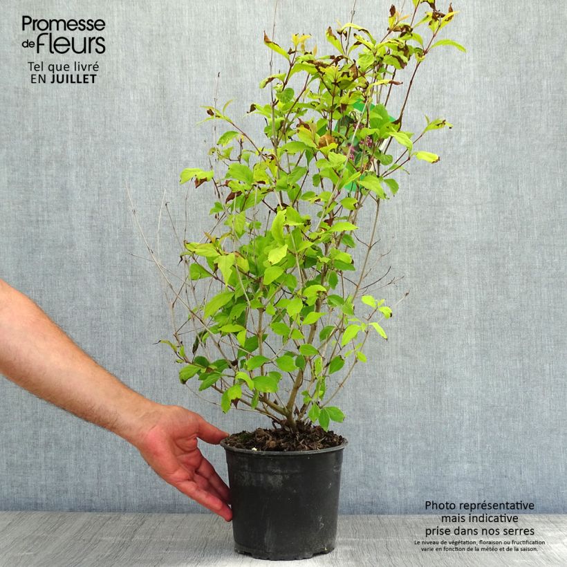 Esimerkki kesällä toimitetusta Viuhkohelmimarja - Callicarpa dichotoma Pot de 3L/4L-taimesta