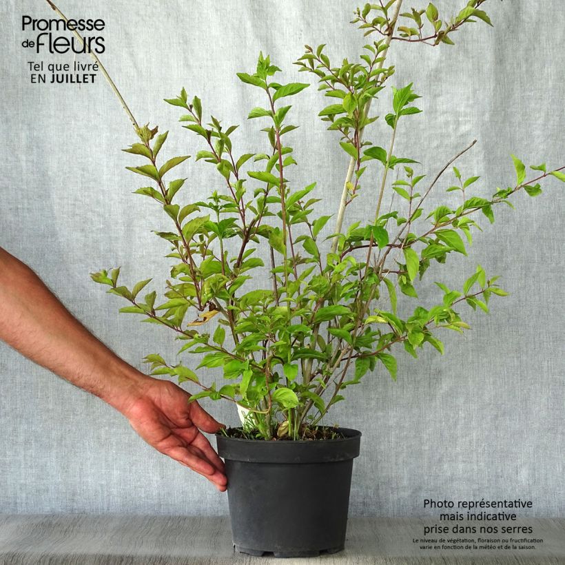Esimerkki kesällä toimitetusta Viuhkohelmimarja Issai Pot de 3L/4L-taimesta