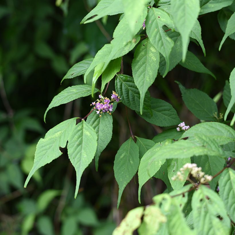 Mustehelmimarja - Callicarpa japonica (Lehvistö)