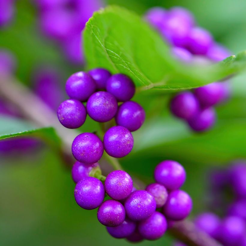 Mustehelmimarja - Callicarpa japonica (Sadonkorjuu)
