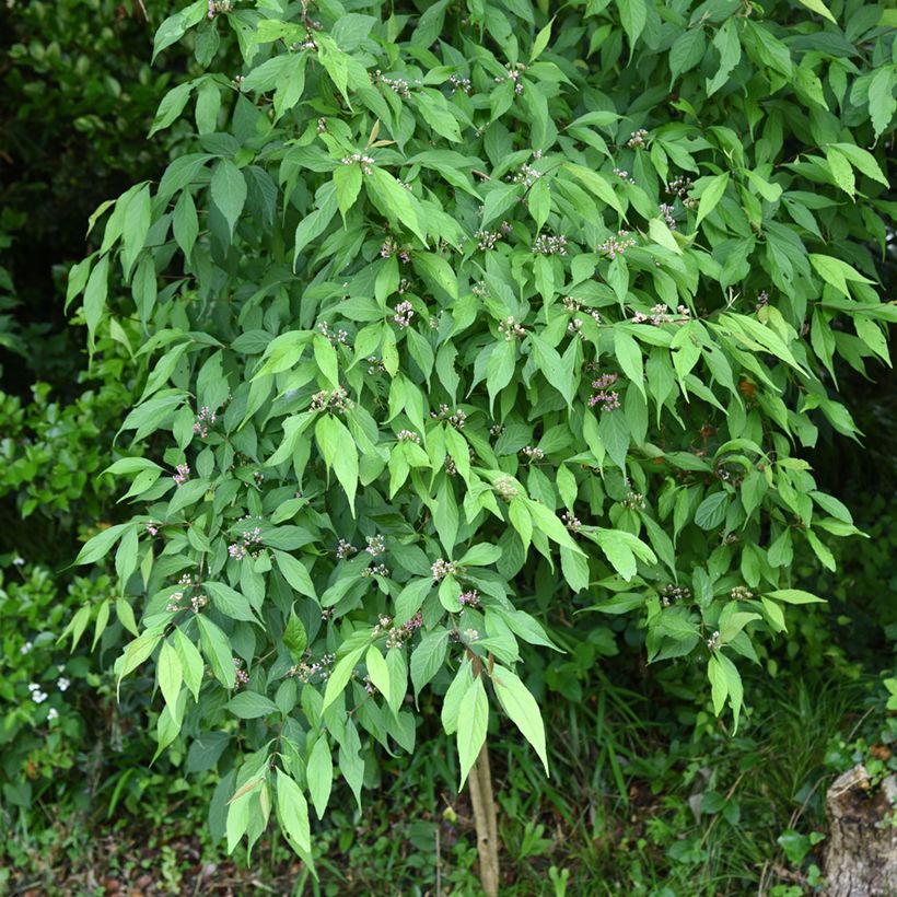 Mustehelmimarja - Callicarpa japonica (Kasvutapa)