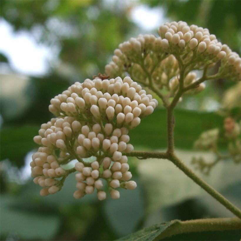 Mustehelmimarja Leucocarpa (Kukinta)