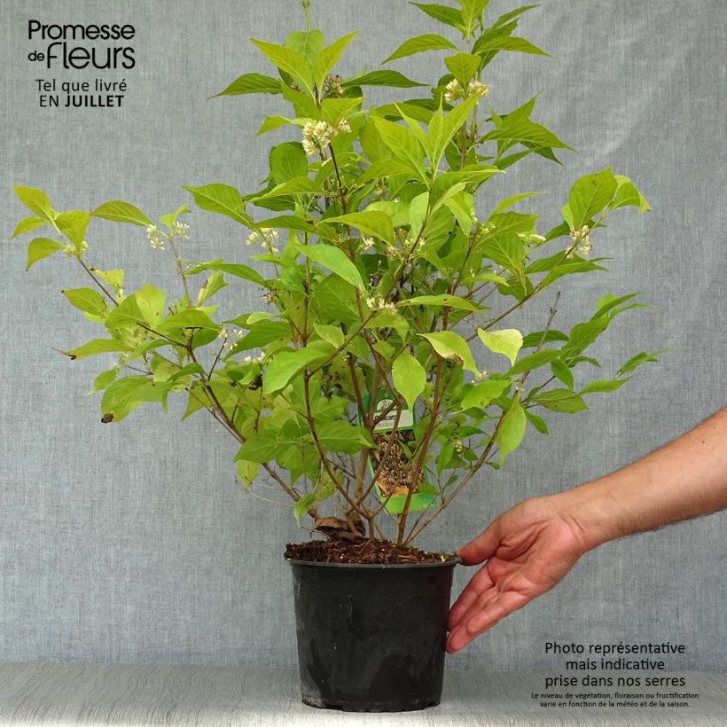 Esimerkki kesällä toimitetusta Mustehelmimarja Leucocarpa Pot de 2L/3L-taimesta