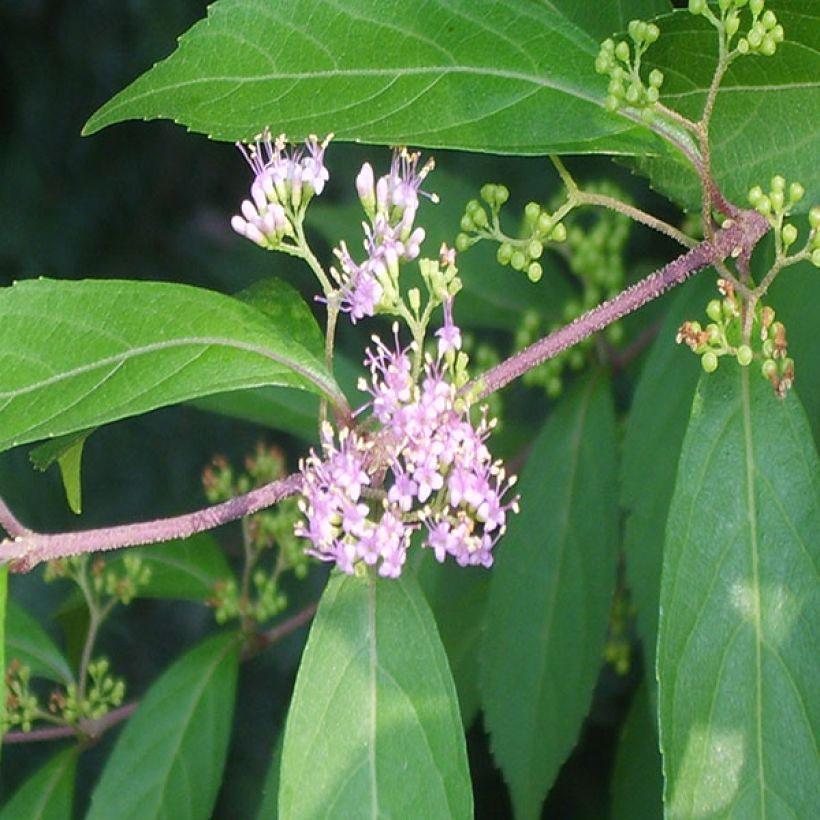 Helmimarja - Callicarpa kwangtungensis (Lehvistö)