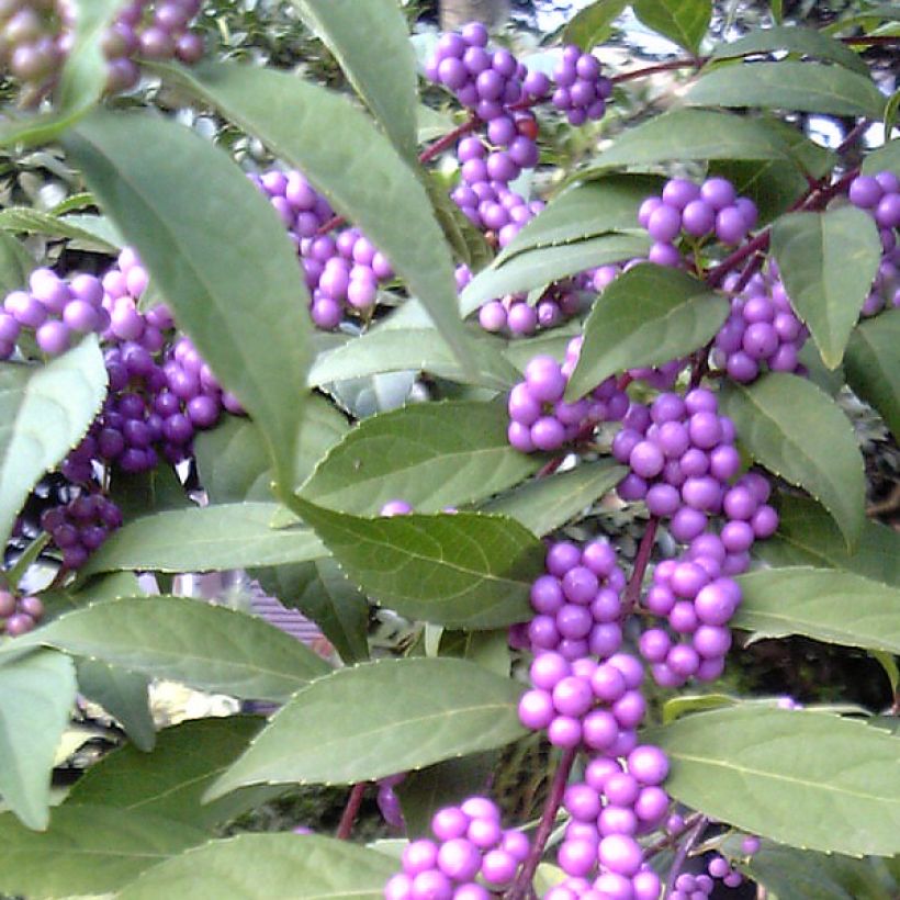 Helmimarja - Callicarpa kwangtungensis (Sadonkorjuu)