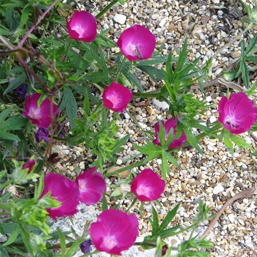 Malvio - Callirhoe involucrata (Kukinta)