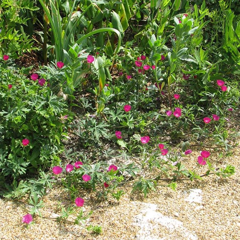 Malvio - Callirhoe involucrata (Kasvutapa)