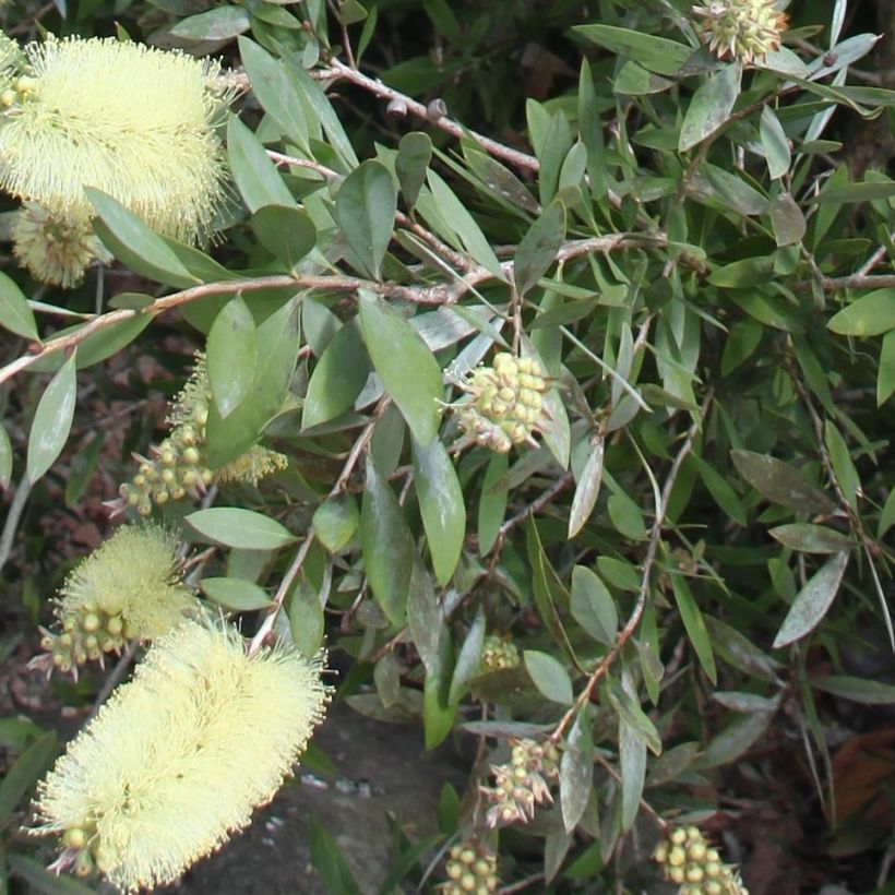 Pullonharja Albus (syn. White Anzac') (Lehvistö)