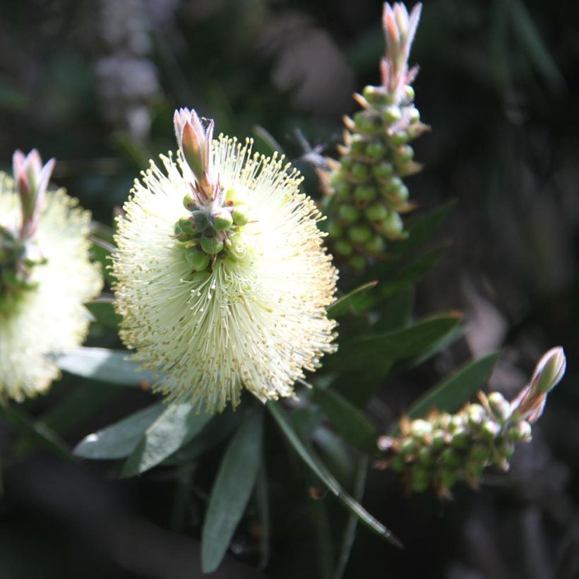 Pullonharja Albus (syn. White Anzac') (Kukinta)