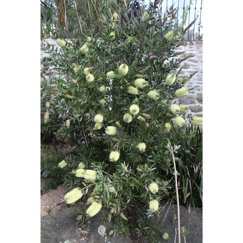 Pullonharja Albus (syn. White Anzac') (Kasvutapa)
