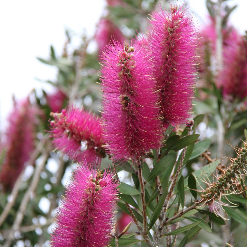 Pullonharja Mauve Mist (Kukinta)