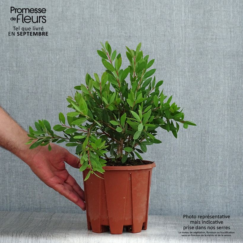 Esimerkki kesällä toimitetusta Pullonharja Mauve Mist Pot de 3L/4L, Buisson-taimesta