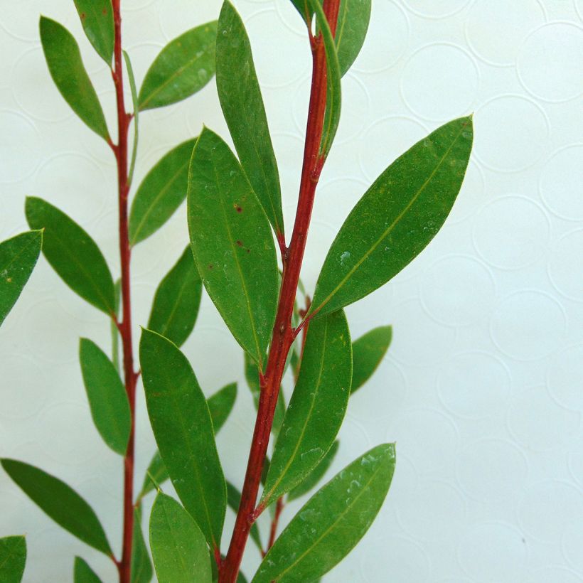 Pullonharja Splendens (Lehvistö)