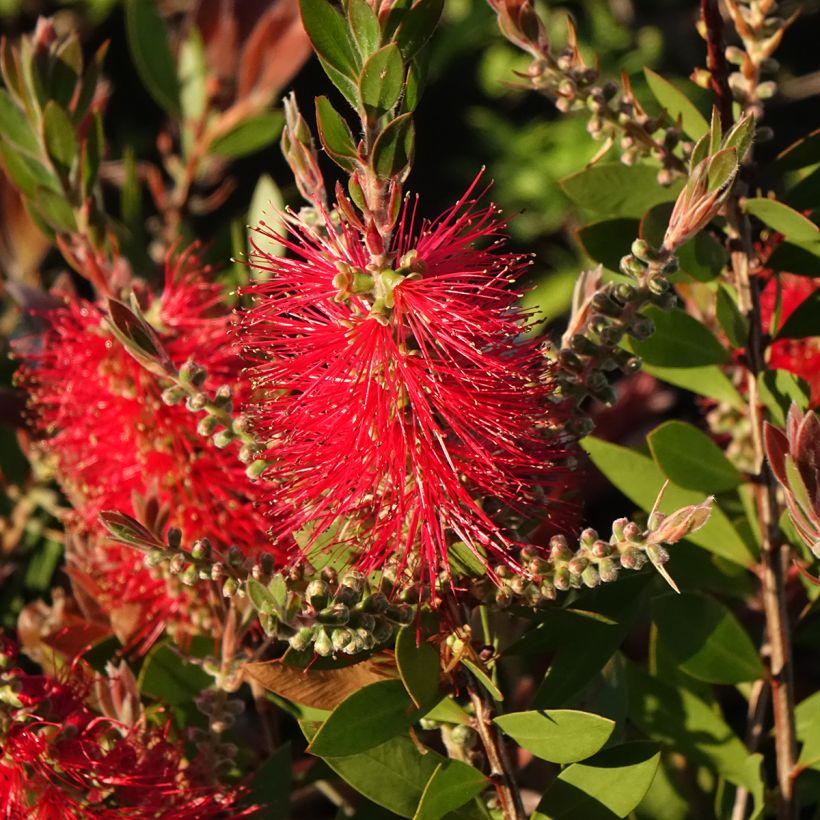 Pullonharja Splendens (Kukinta)