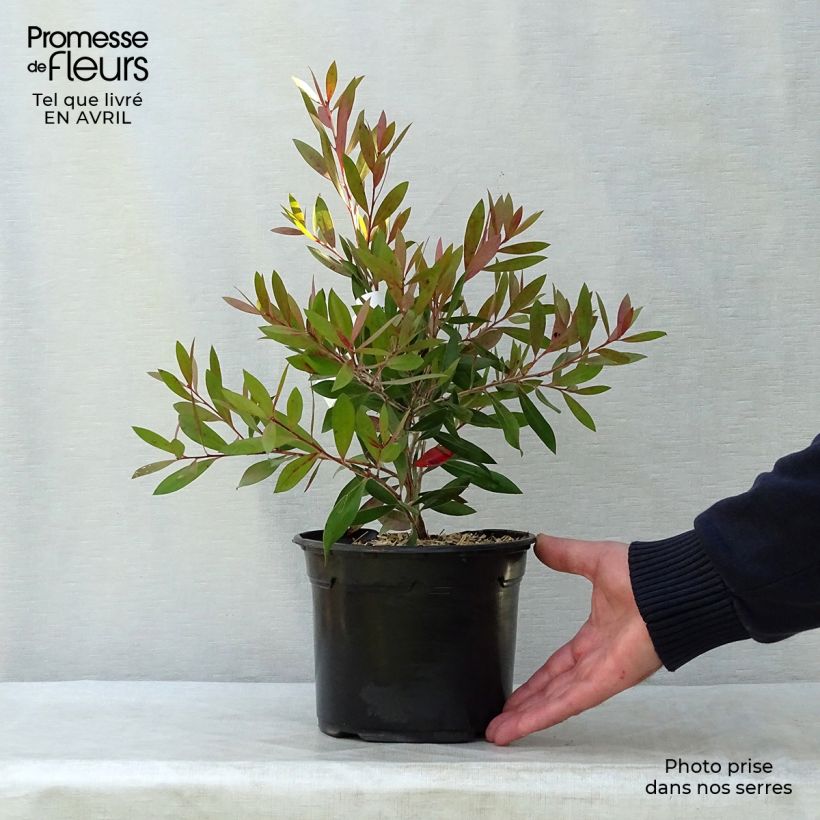 Esimerkki keväällä toimitetusta Pullonharja Splendens Ruukku 2L / 3L-taimesta