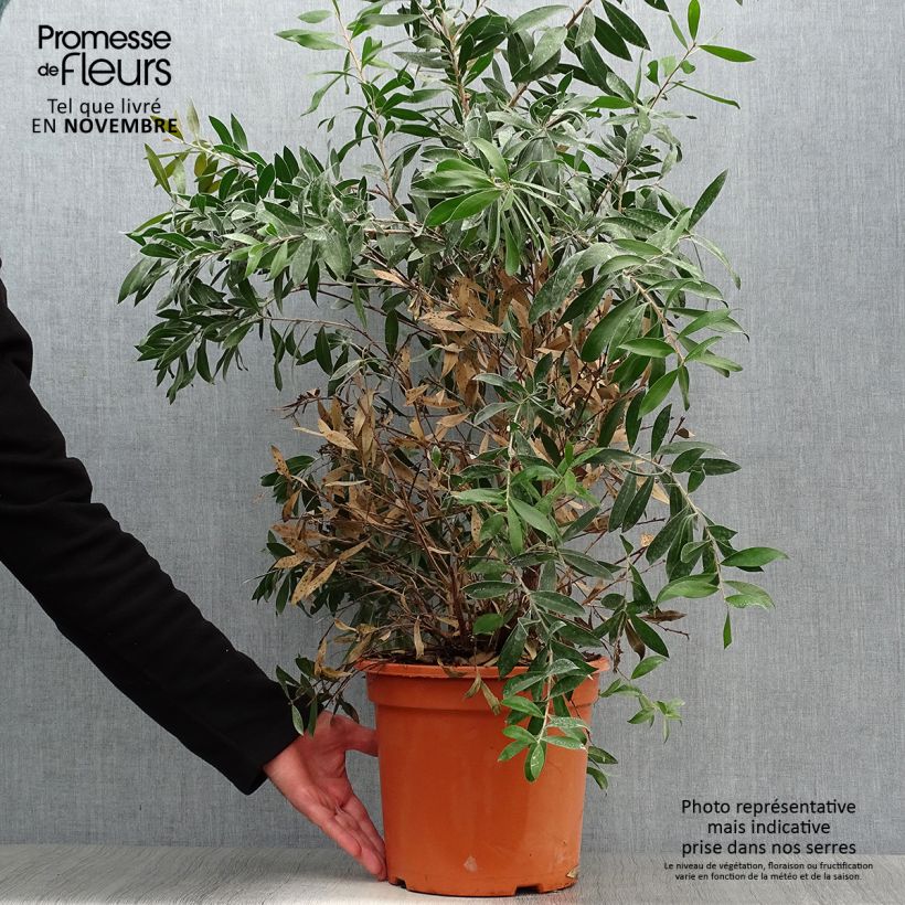 Esimerkki syksyllä toimitetusta Pullonharja Splendens 7,5 litran / 10 litran ruukku-taimesta