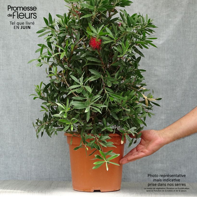 Esimerkki kesällä toimitetusta Pullonharja Splendens Ruukku 7,5L / 10L-taimesta