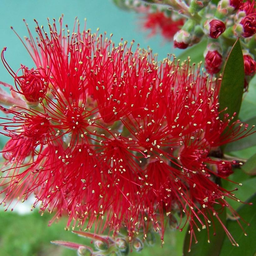 Lamppuharja Mini Red (Kukinta)
