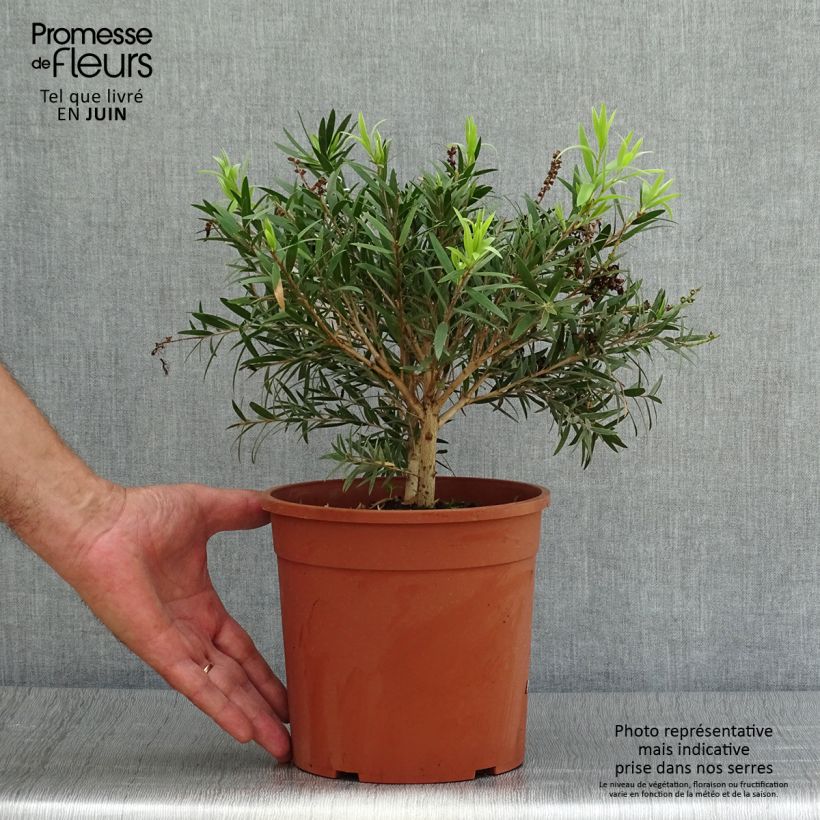 Esimerkki kesällä toimitetusta Lamppuharja Mini Red Pot de 3L/4L, Buisson-taimesta