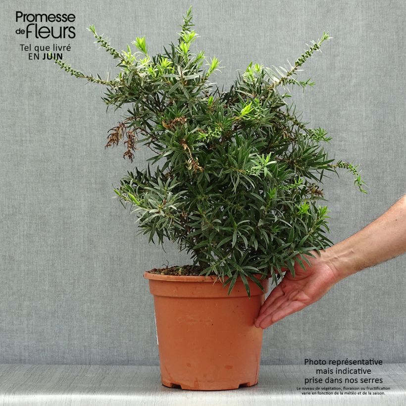 Esimerkki kesällä toimitetusta Lamppuharja Mini Red Pot de 7,5L/10L-taimesta
