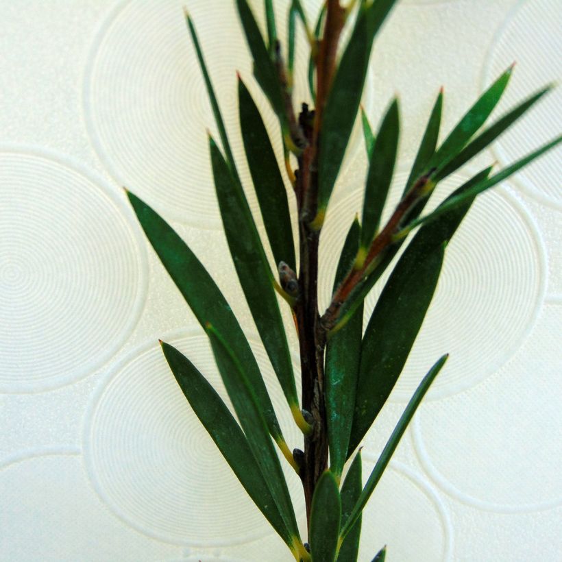 Jäykkälamppuharja - Callistemon rigidus (Lehvistö)