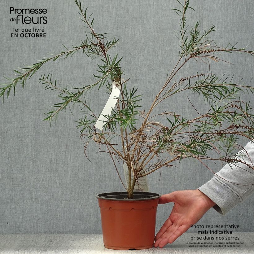 Esimerkki syksyllä toimitetusta Jäykkälamppuharja - Callistemon rigidus 2 litran/3 litran ruukku-taimesta