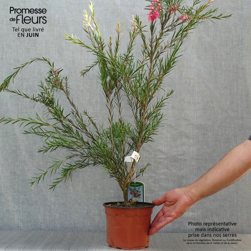 Esimerkki kesällä toimitetusta Jäykkälamppuharja - Callistemon rigidus Ruukku 2L / 3L-taimesta