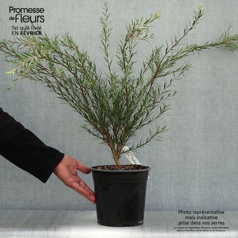 Esimerkki syksyllä toimitetusta Jäykkälamppuharja - Callistemon rigidus 4 litran/5 litran ruukku-taimesta