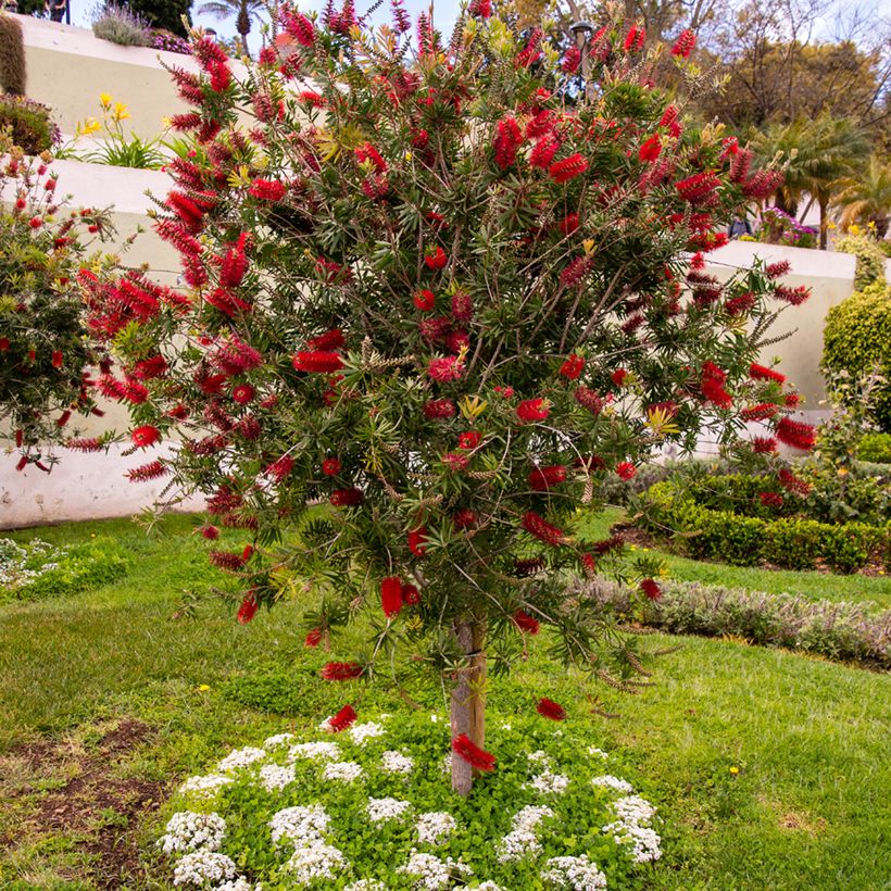 Jäykkälamppuharja - Callistemon rigidus (Kasvutapa)