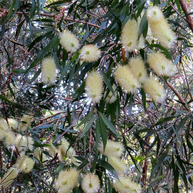 Pajulamppuharja White (Kukinta)