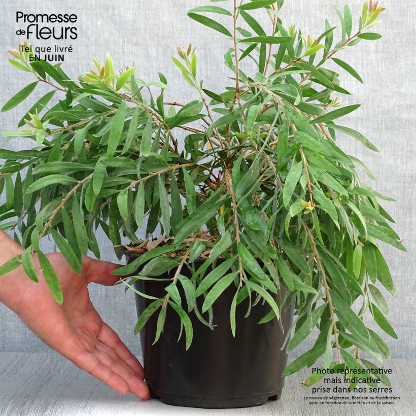 Esimerkki kesällä toimitetusta Pajulamppuharja Perth Pink Pot de 4L/5L-taimesta